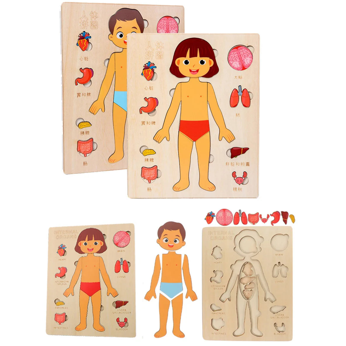 Human Body Puzzle for Kids – Wooden Body Parts Learning Toy