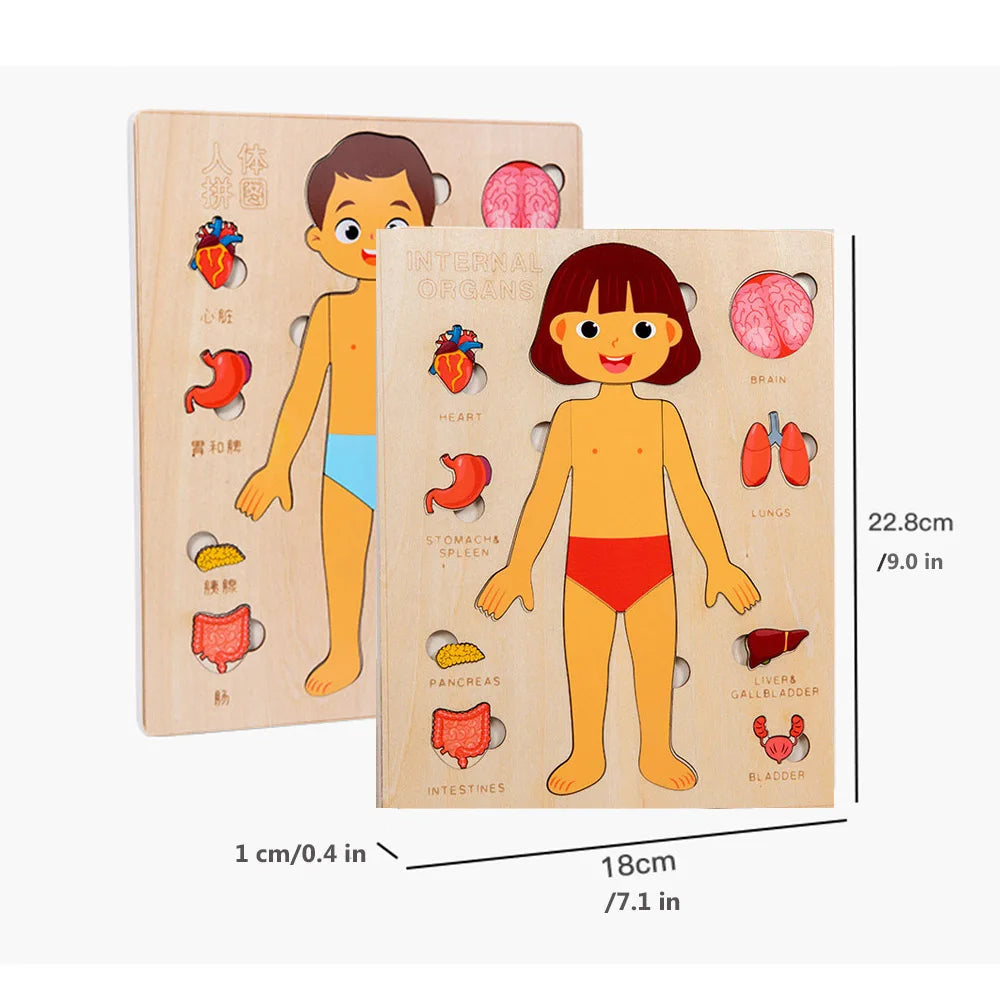 Human Body Puzzle for Kids – Wooden Body Parts Learning Toy